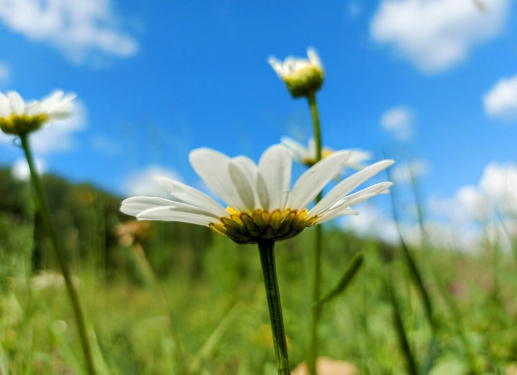 Лето... - Вера Цаплина