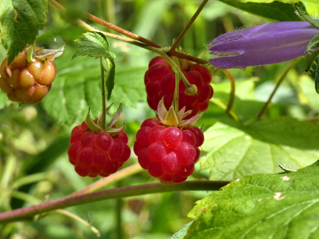 Малину сначала сфотографировать, потом съесть - Heinz Thorns