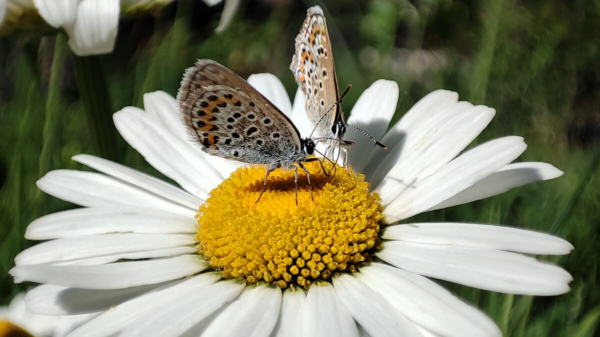 Бабочки на ромашке - Гуля Куценко