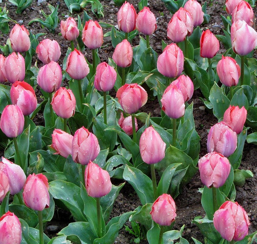 ..  тюльпаны Никитского сада после дождя.. - galalog galalog