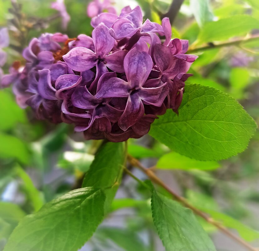 Весенняя.. - Наталья Соколова