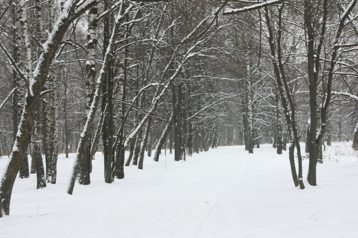 В  зимнем парке. Севастопольский парк в городе Минск - Nonna 