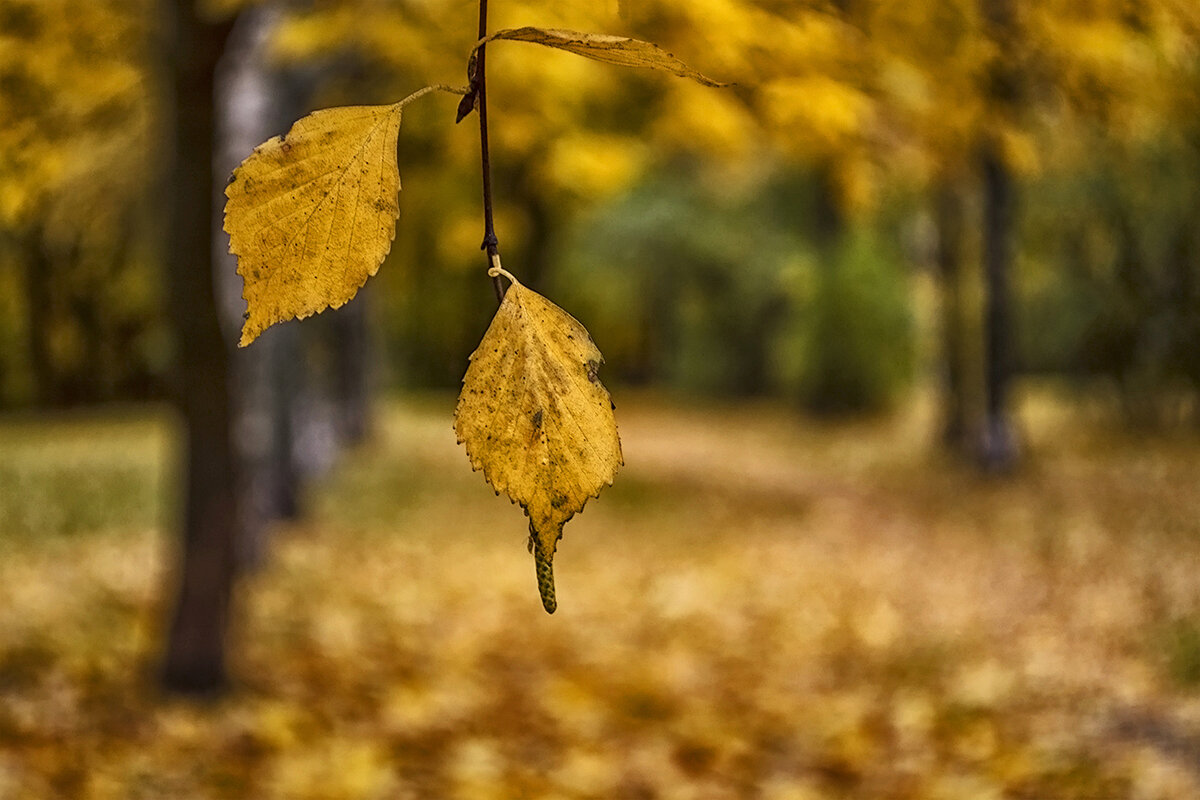 Осень в желтом - Регина 