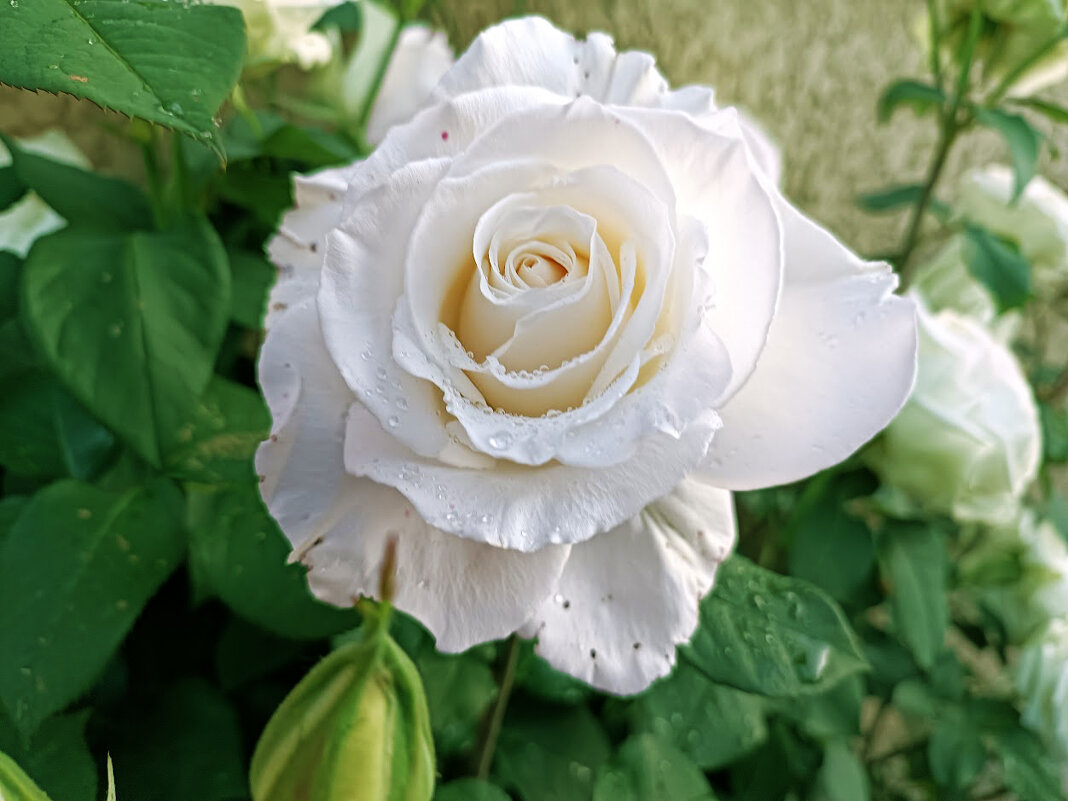 Белая роза - Анара 