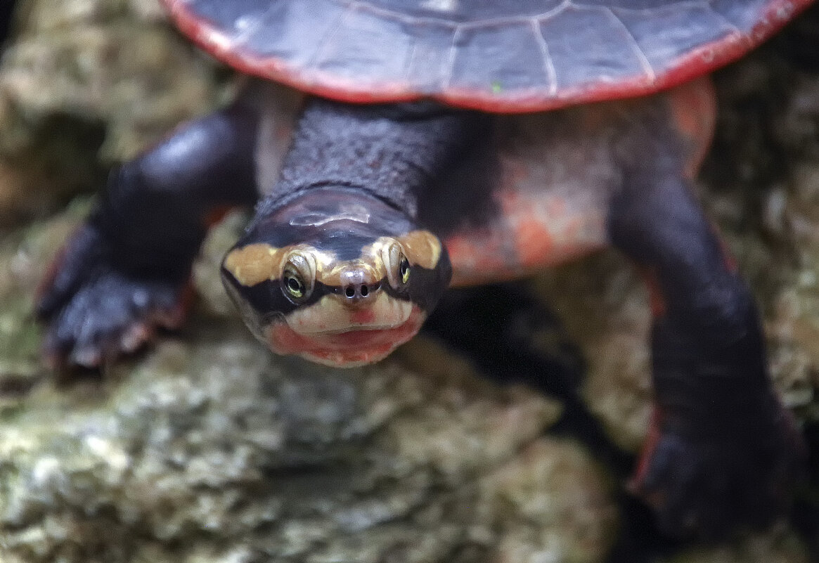 Краснобрюхая короткошейная черепаха - Alexander Andronik