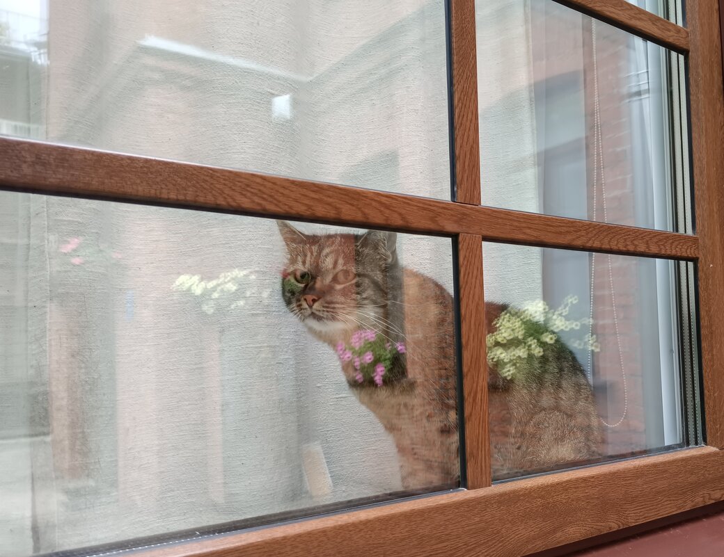 Кот в окне дома в отражениях - Мария Васильева
