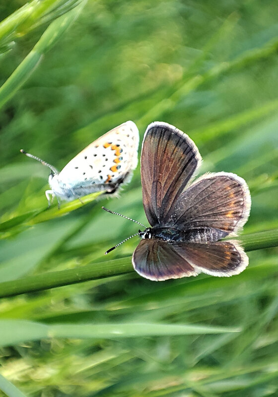 Бабочка голубянка - Гуля Куценко