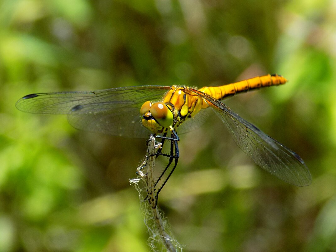 Sympetrum sp. - Константин Штарк