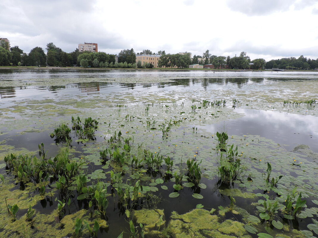 Ижора в широком месте - Мария Васильева