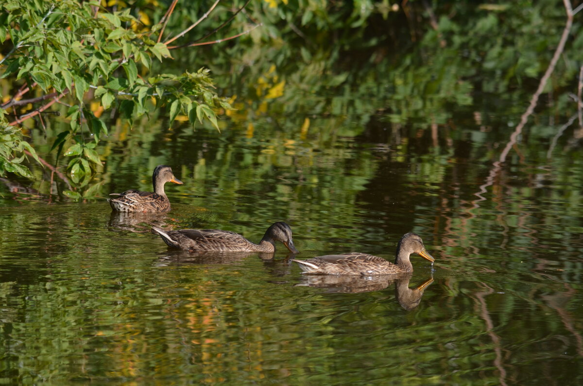Утки плавали в пруду - Savayr 