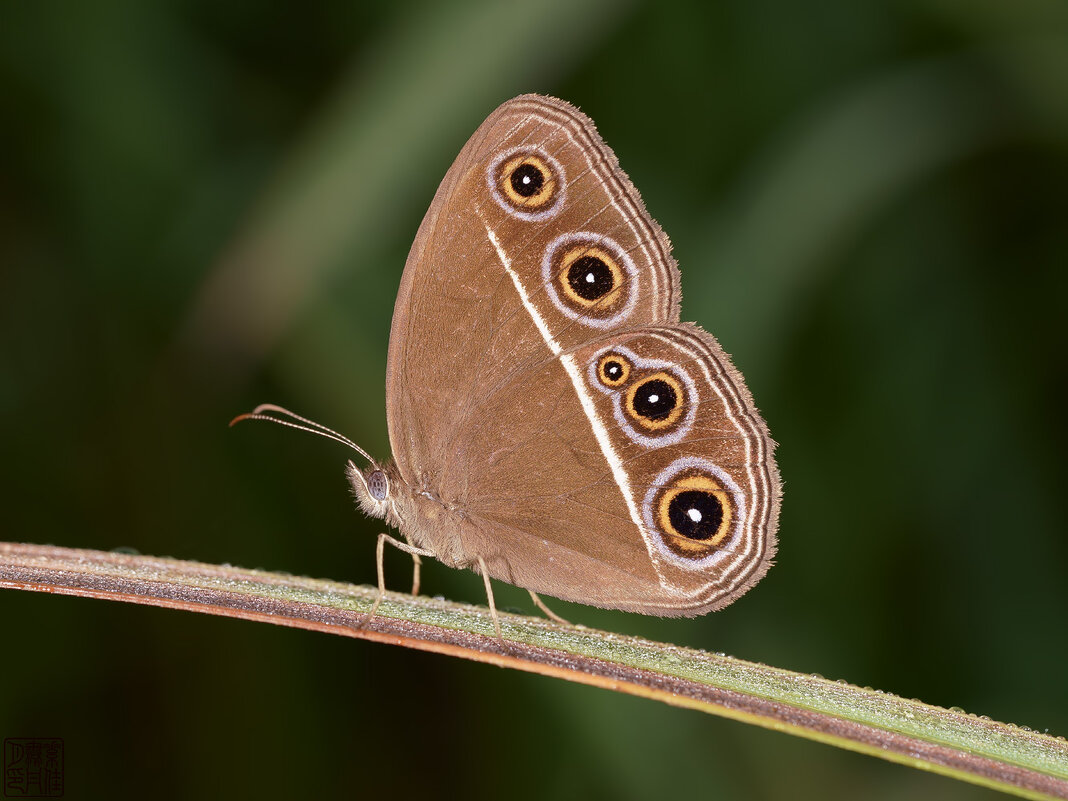 Orsotriaena medus - Станислав С.