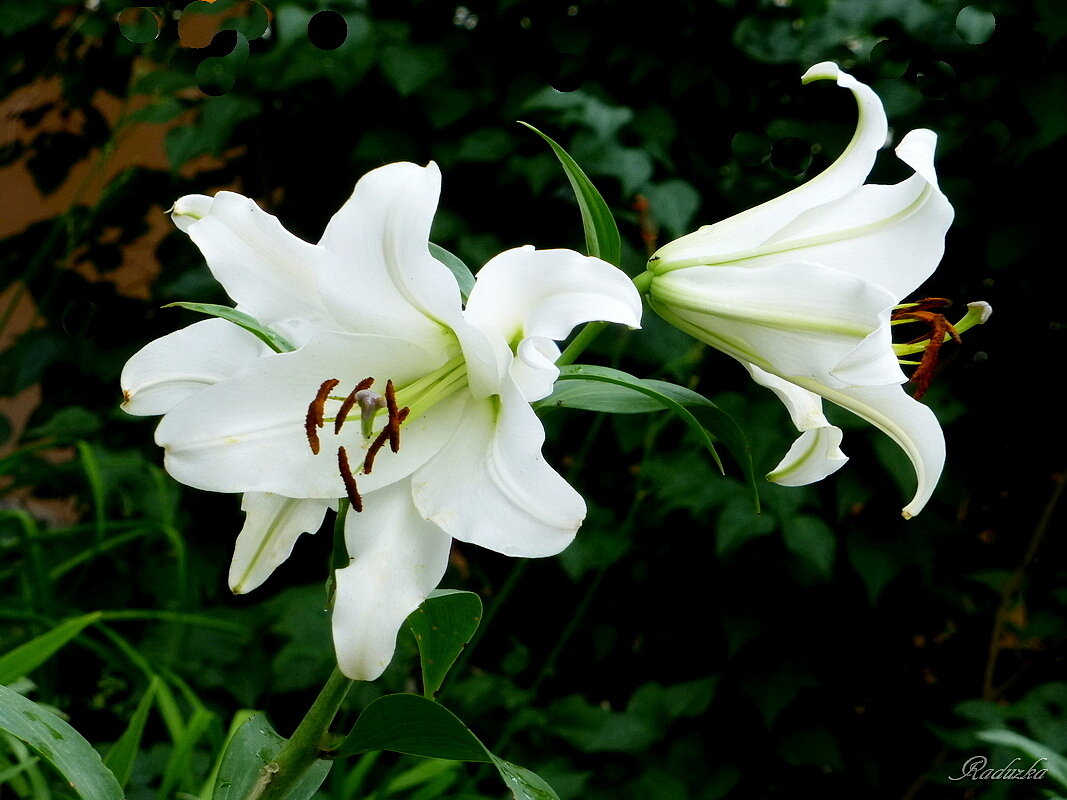 Цветут и радуют белые лилии... - Raduzka (Надежда Веркина)