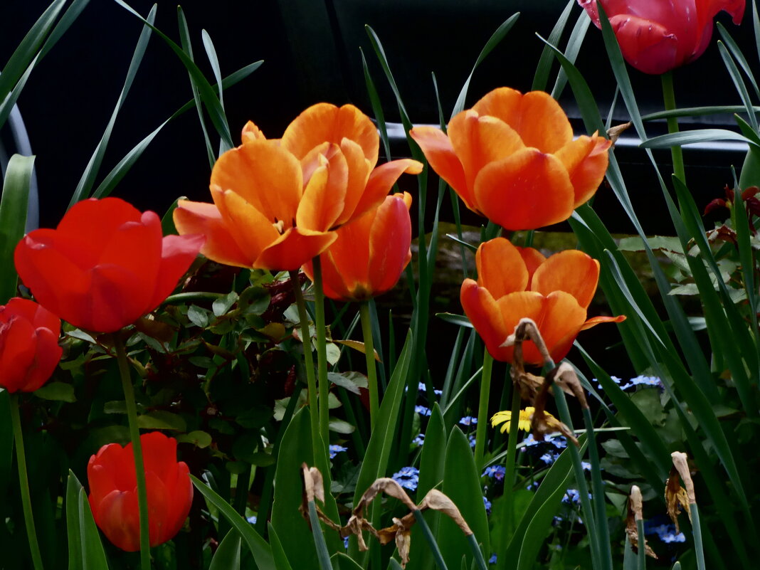 Отцветают тюльпаны 10 - Елена Куприянова 