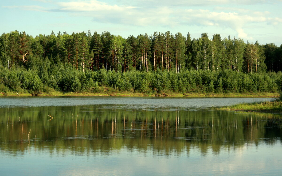 Сосновый бор на берегу реки - Нэля Лысенко