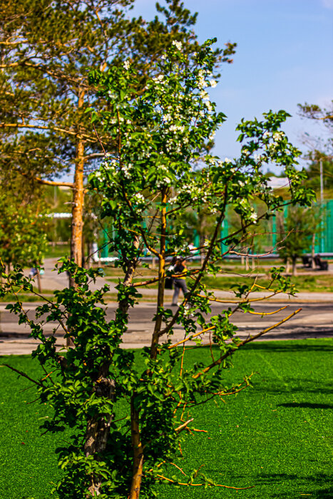 Яблоня цветет в городском парке - Светлана SvetNika17