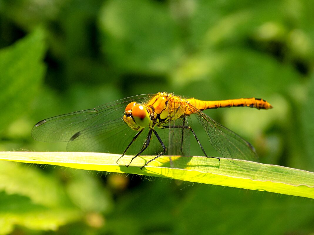 Sympetrum sanguineum (female) - Константин Штарк