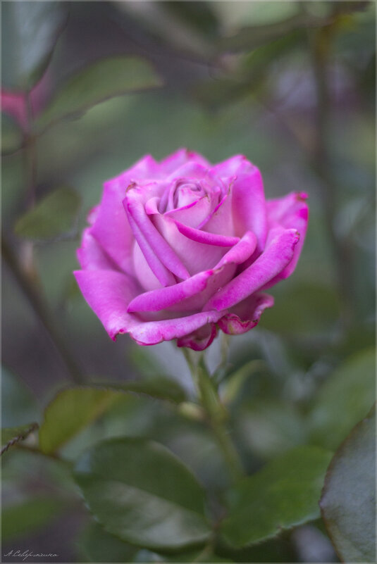 новая роза в моём саду - Анастасия Северюхина