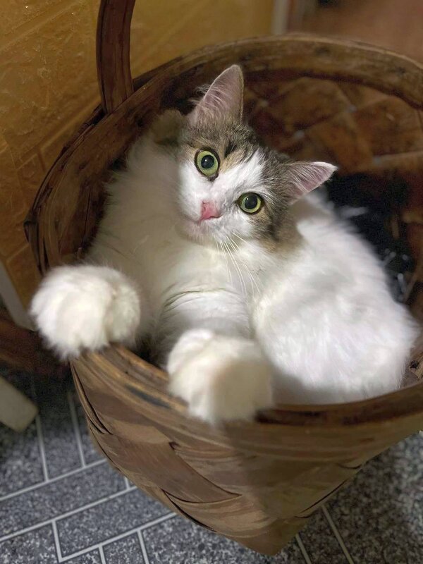 Котёнок в лукошке. - Ольга Довженко