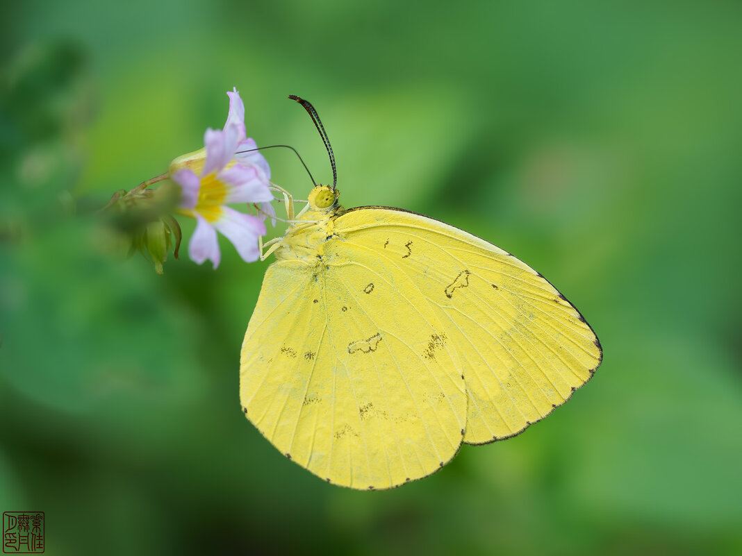 Eurema blanda - Станислав С.