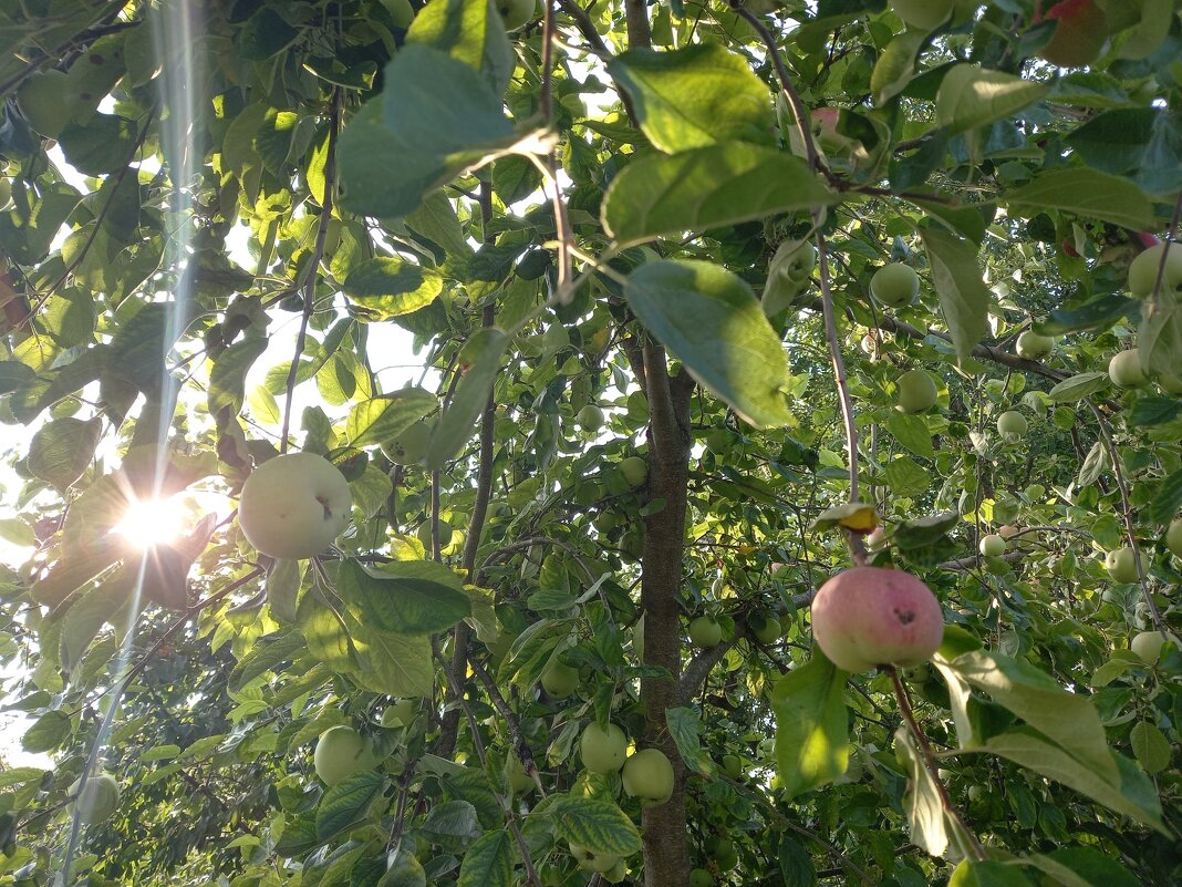 Яблочки в вечернем саду - BoxerMak Mak