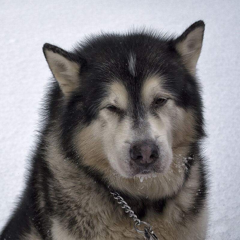 Зимний пес - Регина 