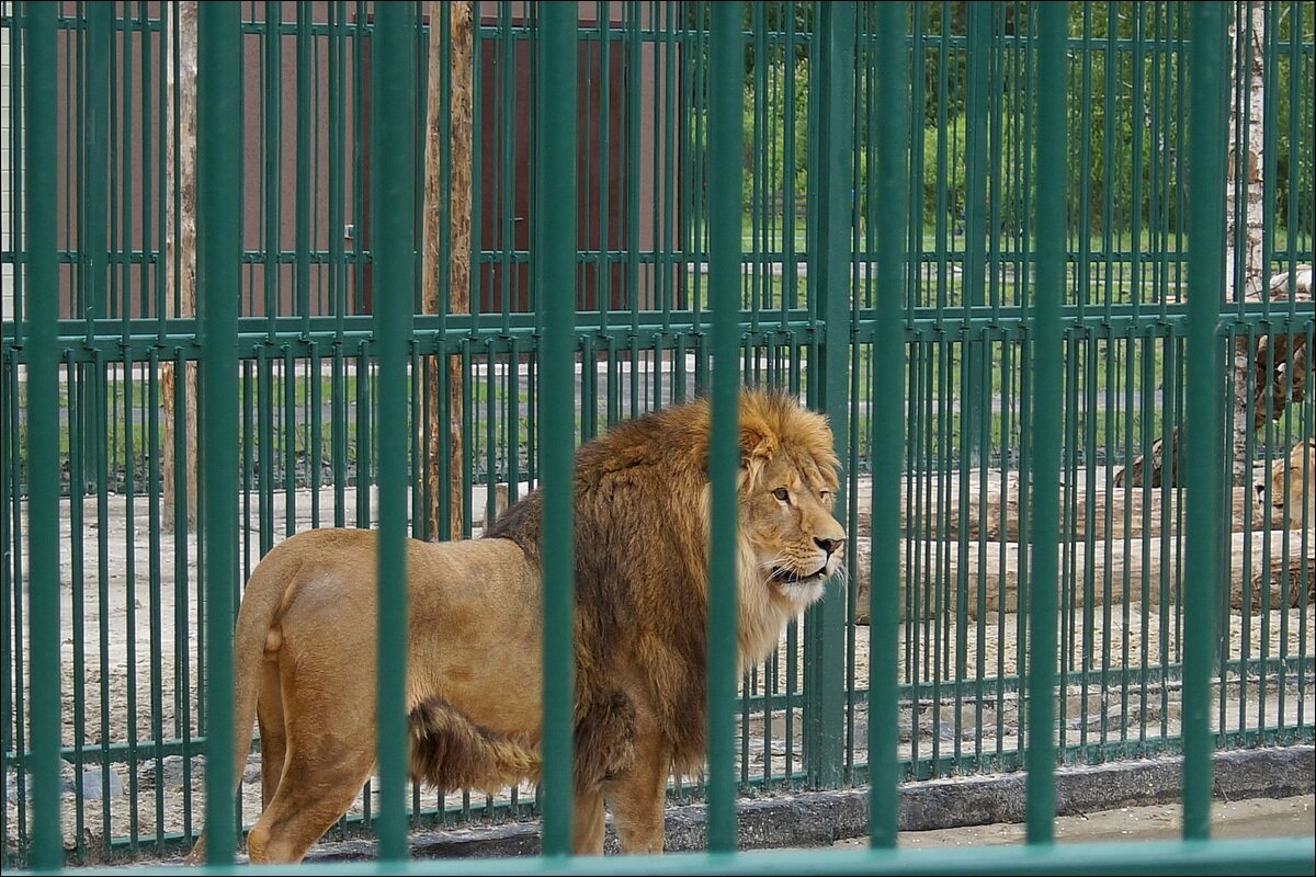 10 августа отмечается Всемирный день льва - Сеня Белгородский