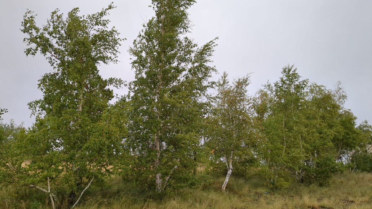 В березовом перелеске - Георгиевич 