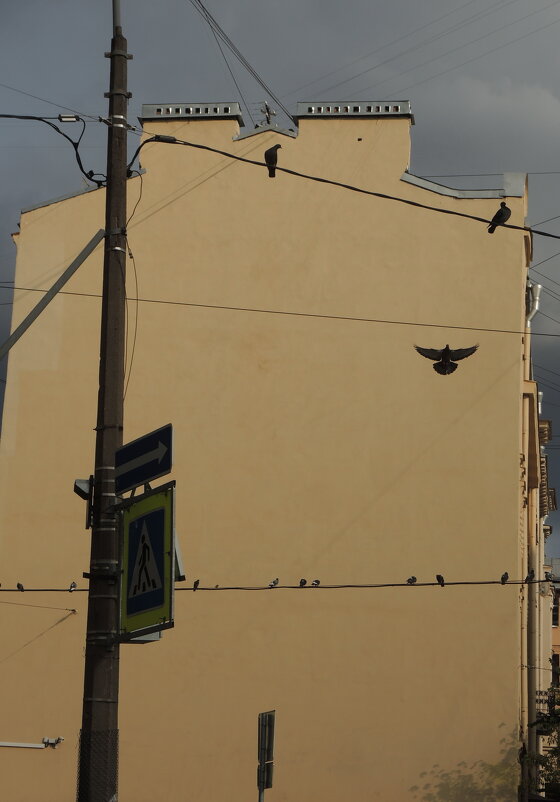 чистая стена с птицами - sv.kaschuk 