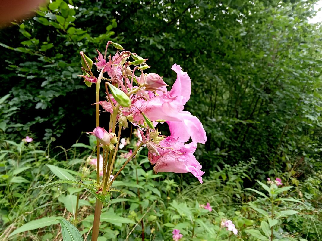 (Impatiens glandulifera), - Heinz Thorns