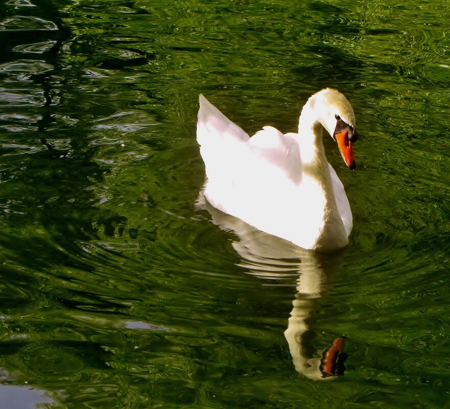 ..лебедь , живущий  на  пруду в парке Леоново... - galalog galalog