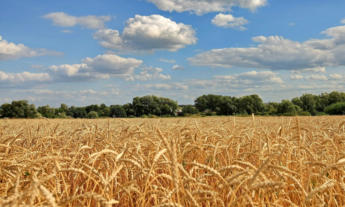 Колосится в поле пшеница. - Николай Рубцов