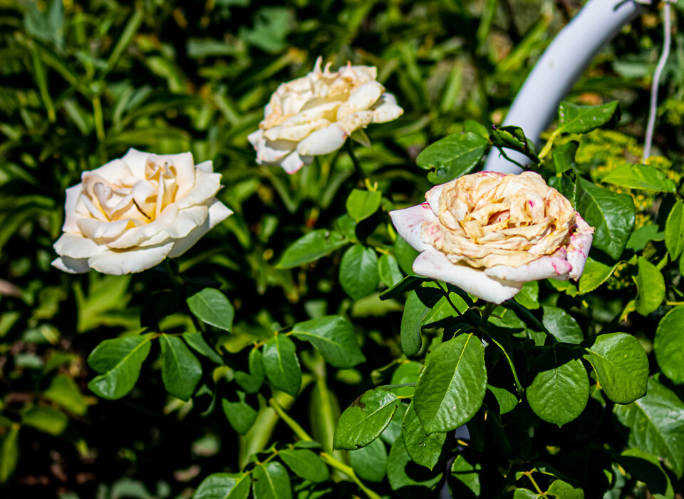 Парковые розы: фото с названиями