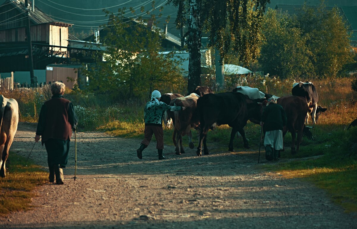 На выпас... - Александр Шимохин