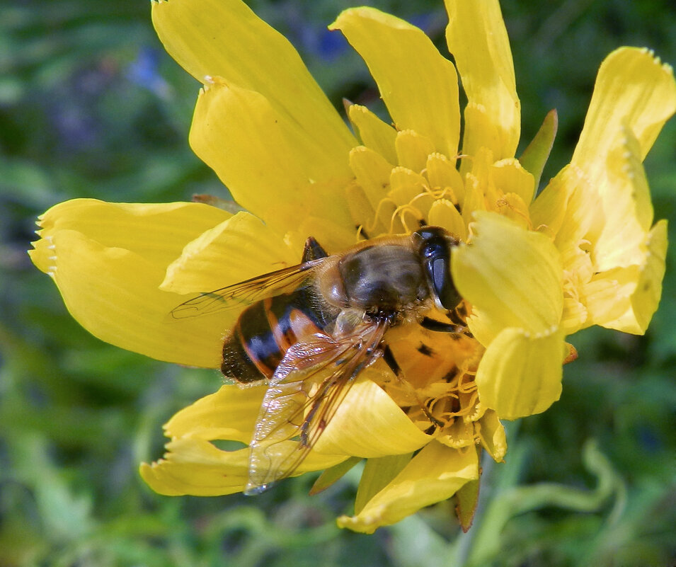 пчелка в цветочке - Лера 
