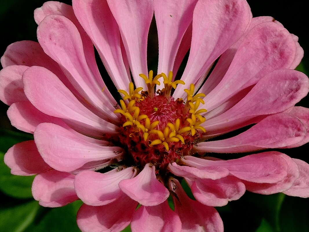 Zinnia elegans - Фёдор Меркурьев