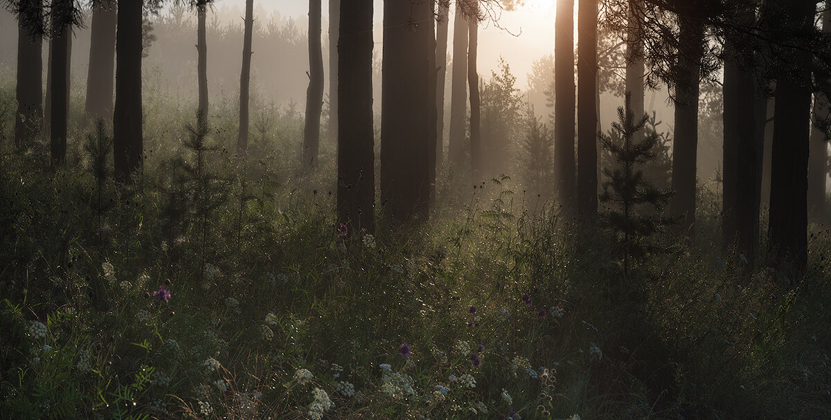 Утро в лесу - Александр Иванов