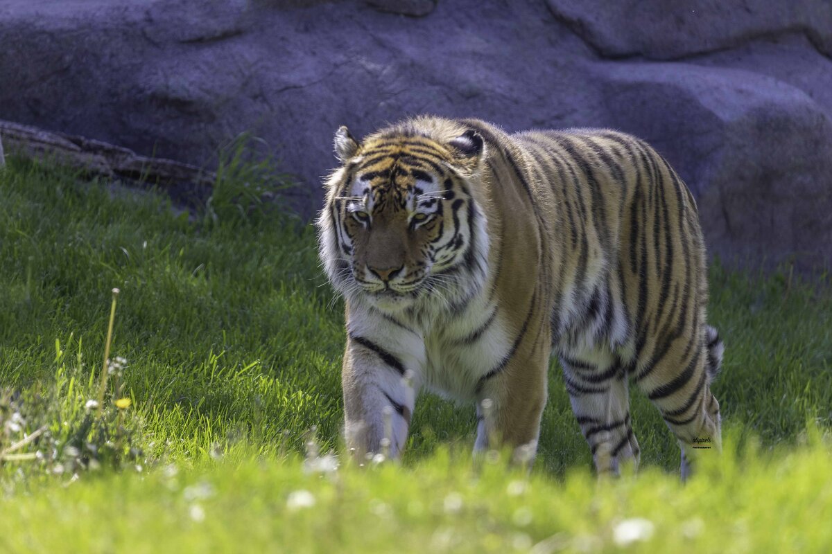 Amur tiger - Al Pashang 