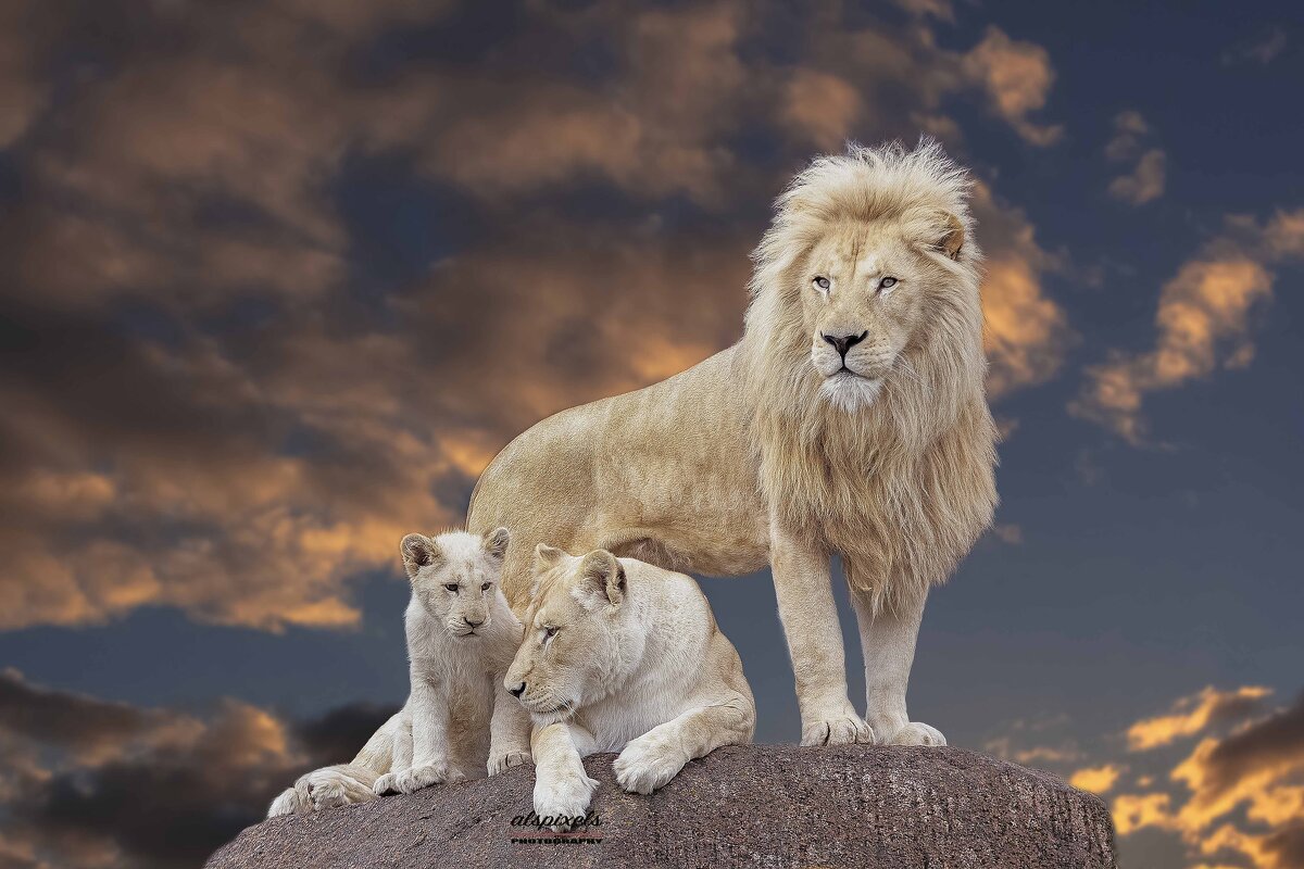 White lion family - Al Pashang 