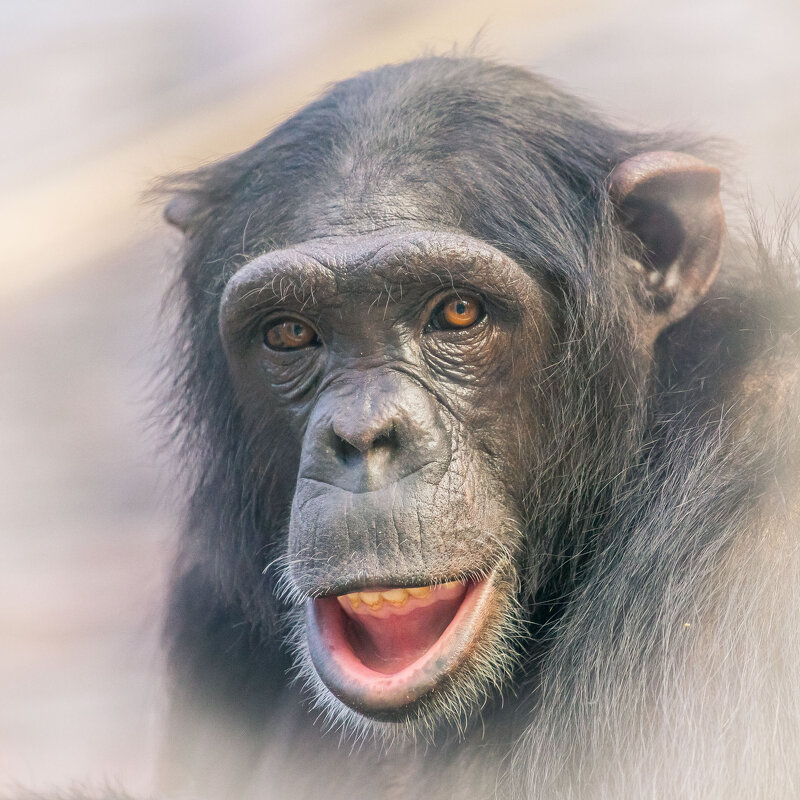 портрет шимпанзе - аркадий 