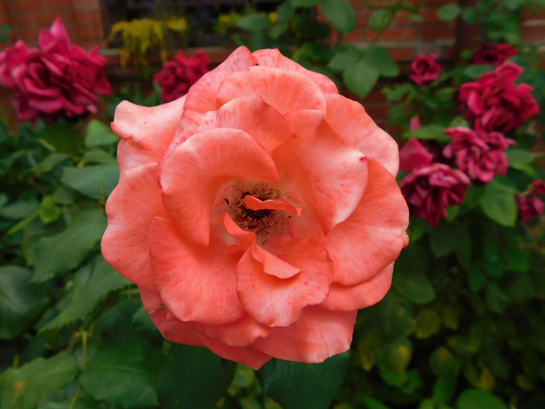 Роза Флорибунда оранжевая - Наиля 