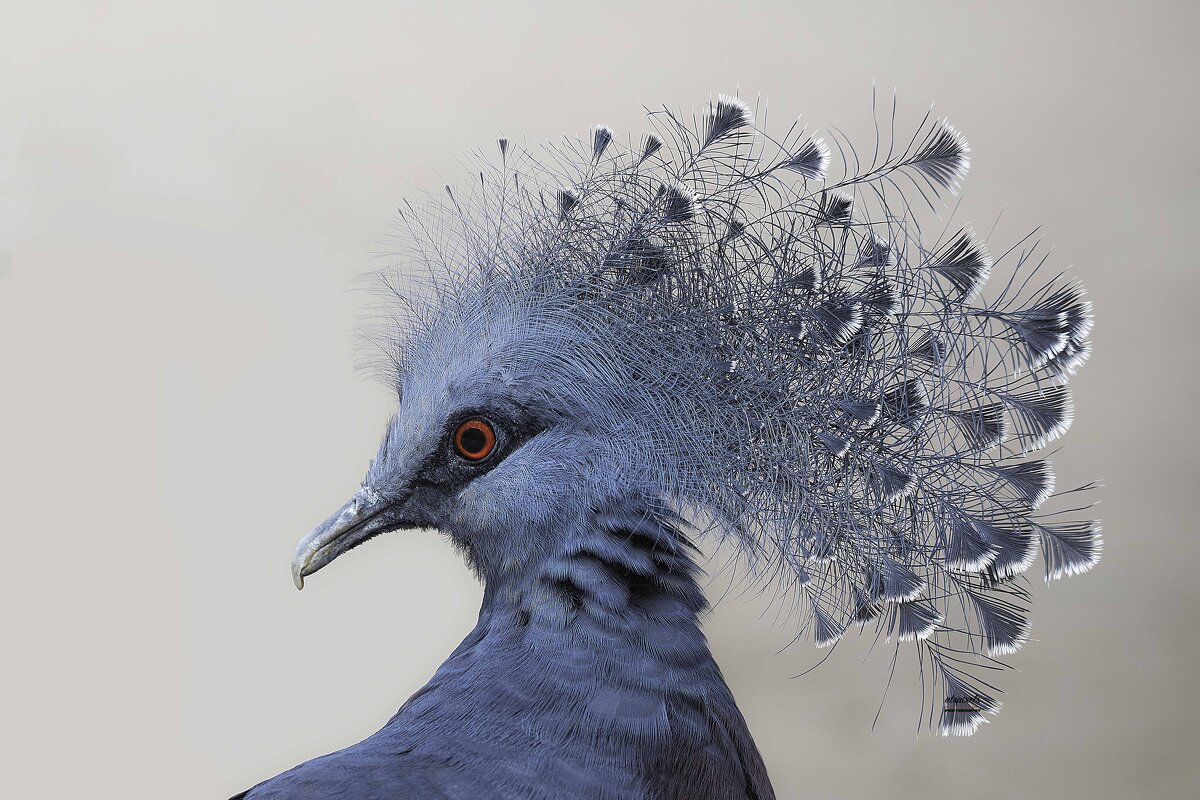 Victoria crowned pigeon - Al Pashang 