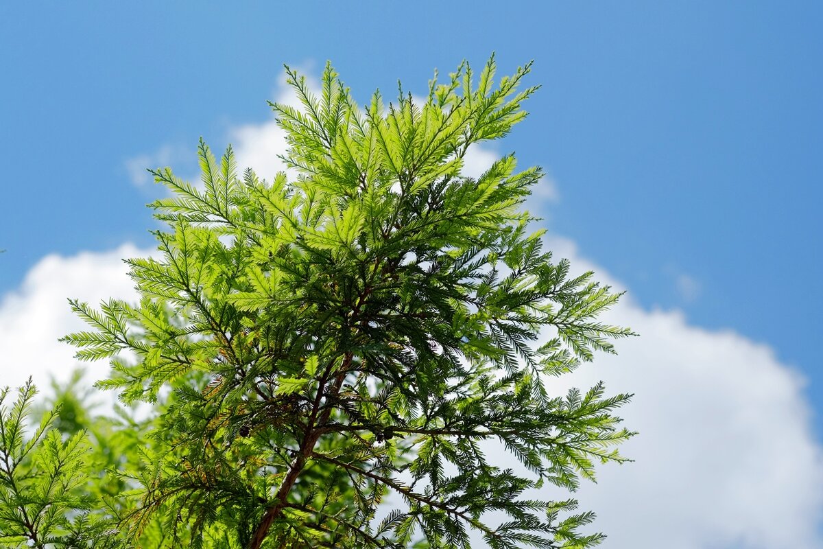 Sequoia  Вечнозелёная Секвойя - wea *