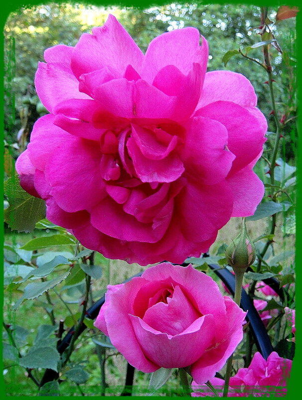 Роза – символ совершенства, мудрости и чистоты. - Ольга Довженко