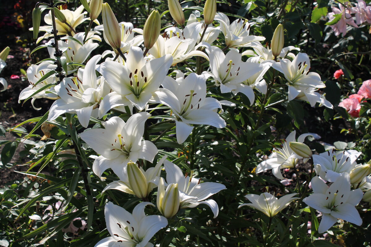 Лилии белые - tamara kremleva
