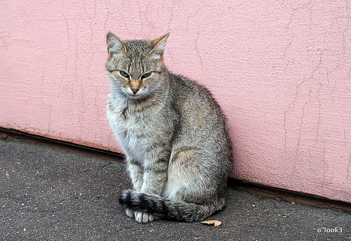 котейка - Олег Лукьянов