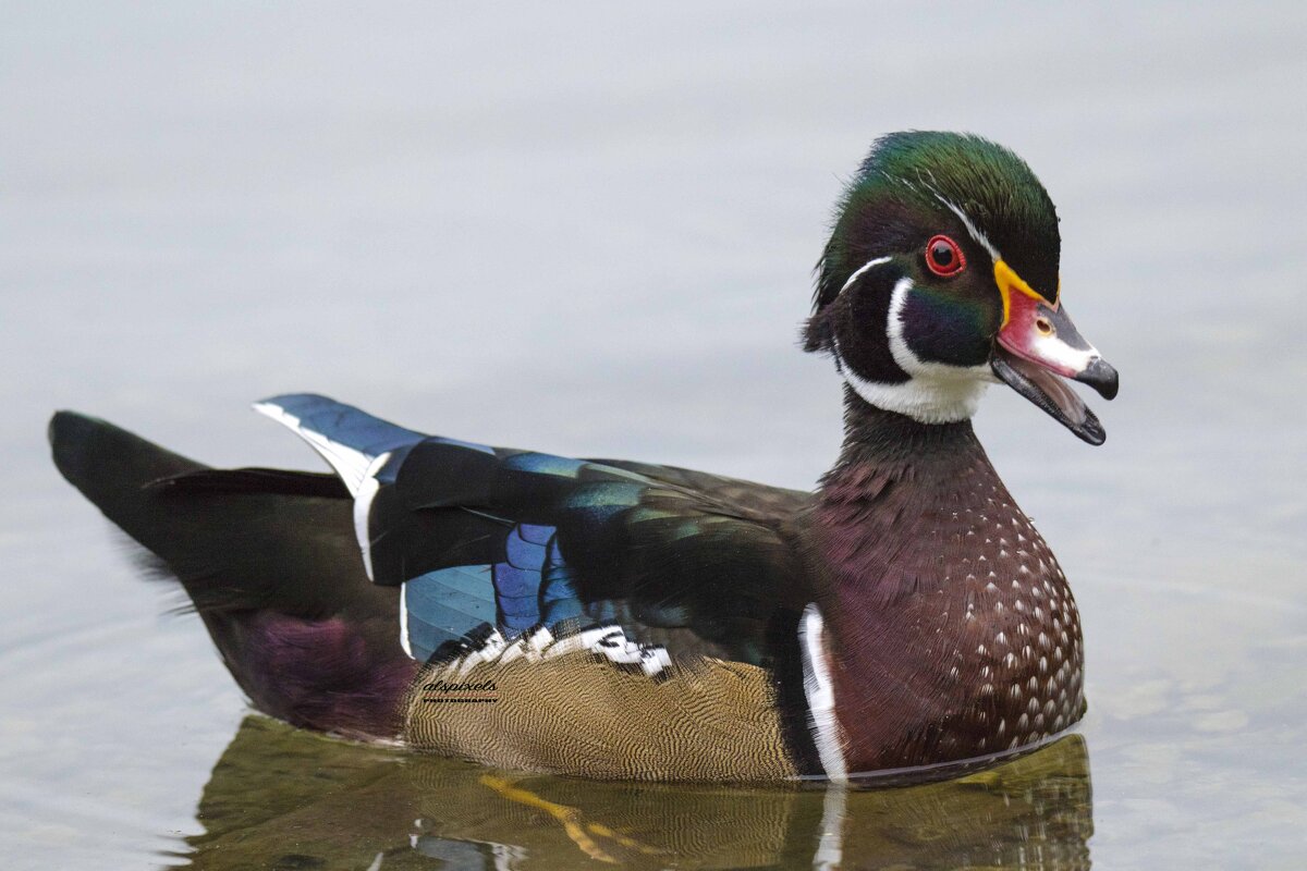 Wood duck - Al Pashang 