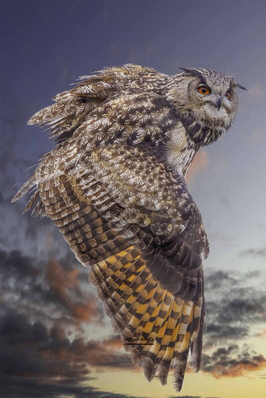 Eagle owl - Al Pashang 