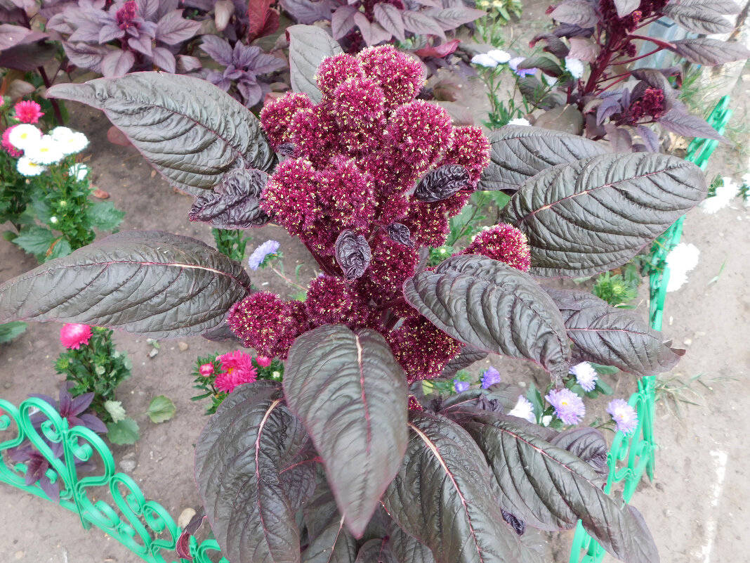 Амарант с бордовыми листьями - Наиля 