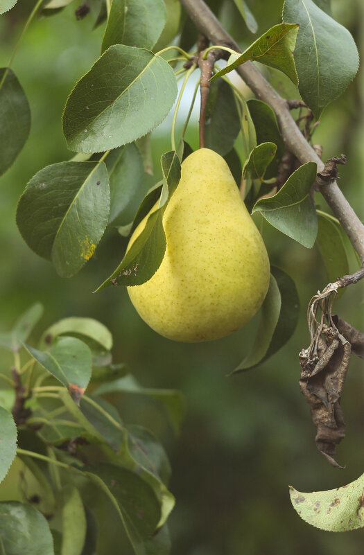 Garden pear | 9 - Sergey Sonvar