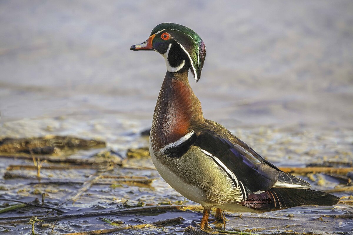 Wood duck - Al Pashang 